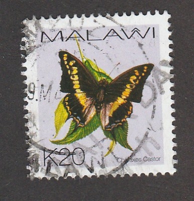 Mariposa Chalaxes castor2,8