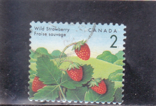 FRESAS SALVAJES