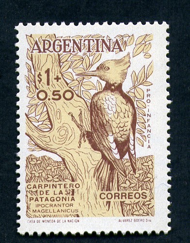 Carpintero de la Patagonia