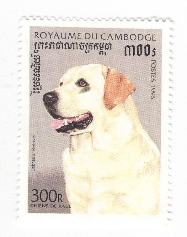 Perro Labrador