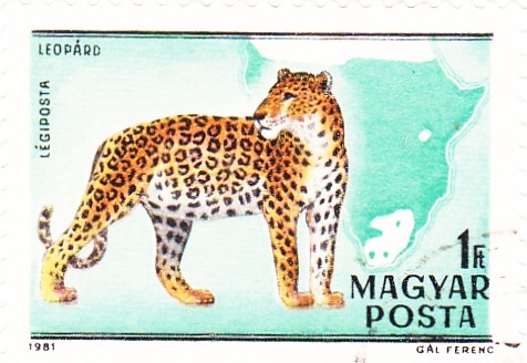 438 - Centº del nacimiento del zoologo Kalman Kittenberger, leopardo