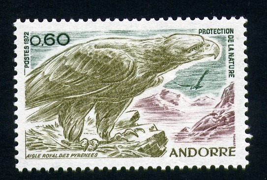 Aguila real de los Pirineos