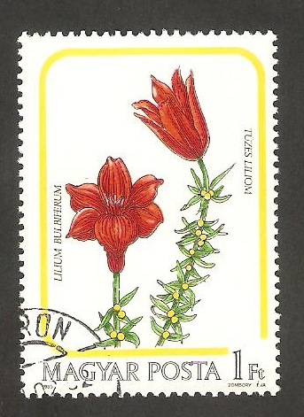 3006 - Flor lilium bulbiferum