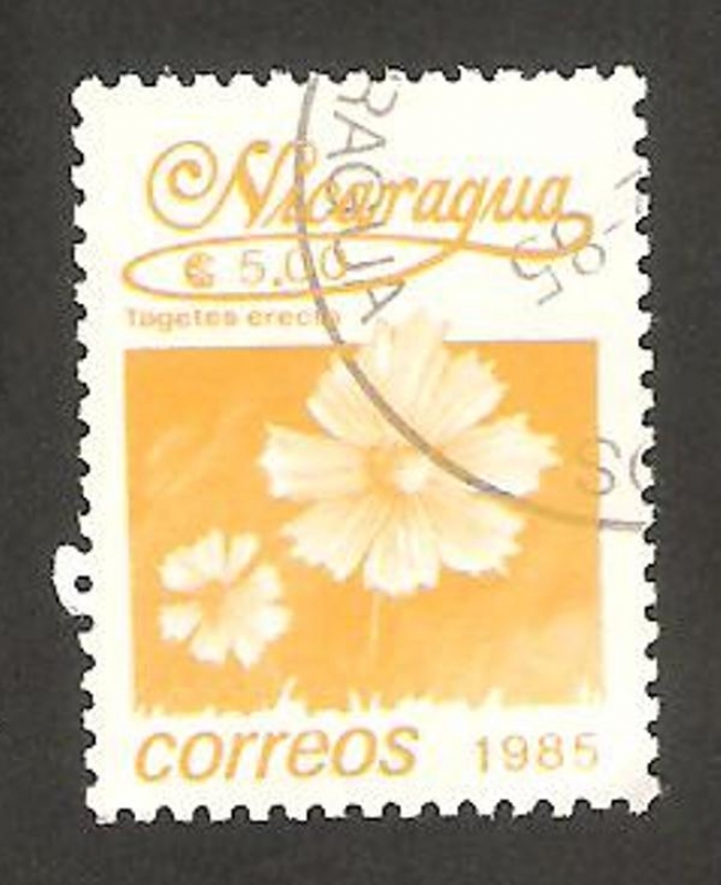 1387 - flor tagetes erecta