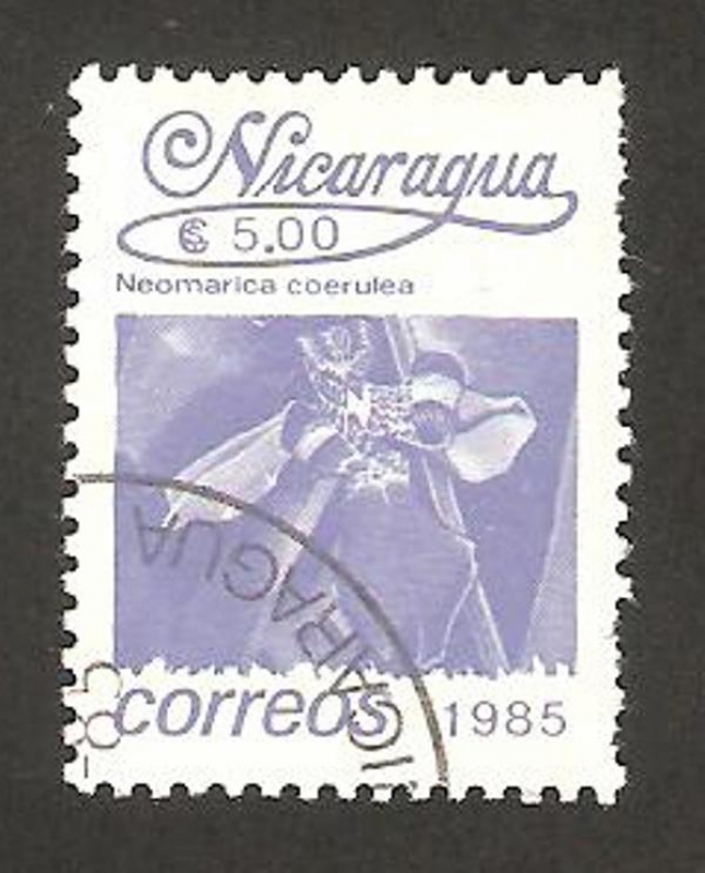 1388 - flor neomarica coerulea
