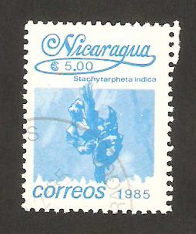 1395 - flor stachytarpheta indica