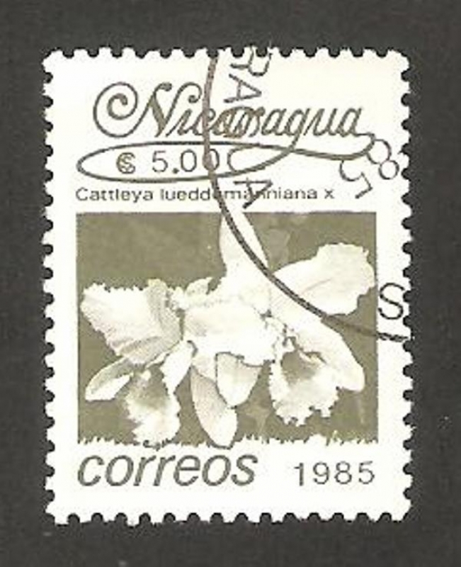 1397 - flor cattleya lueddemannianax