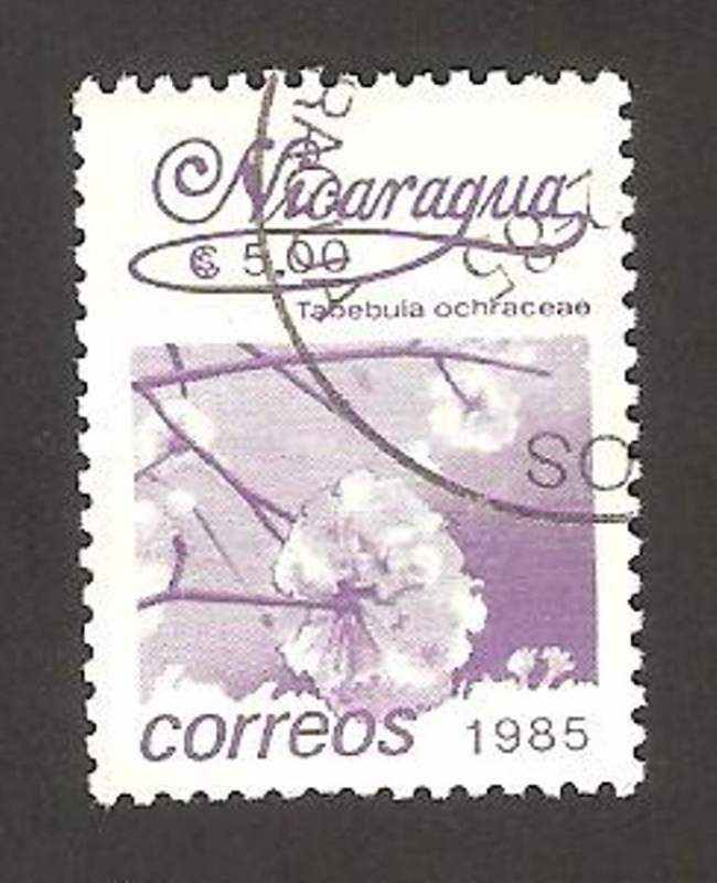 1400 - flor tabebula ochraceae