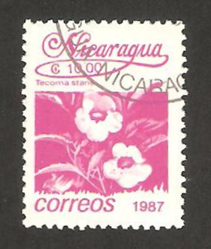1440 - flor tecoma stans