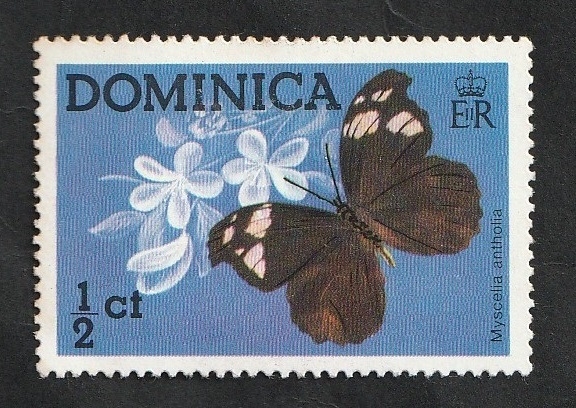 420 - Mariposa myscelia antholia