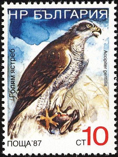 Aves, Azor norteño (Accipiter gentilis)