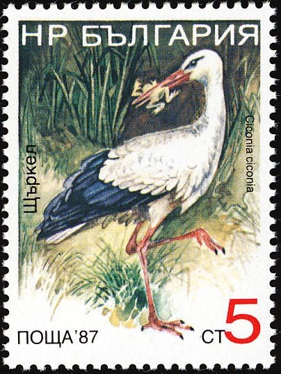 Aves, Cigüeña Blanca (Ciconia Ciconia)