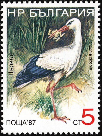 Aves, Cigüeña Blanca (Ciconia Ciconia)