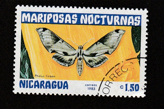 Mariposas nocturnas: Pholus licaon