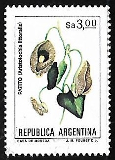 Aristolochia littoralis (patito)