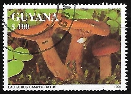 Setas - Lactarius Camphoratus