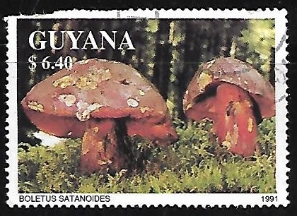 Setas -Boletus satanoides