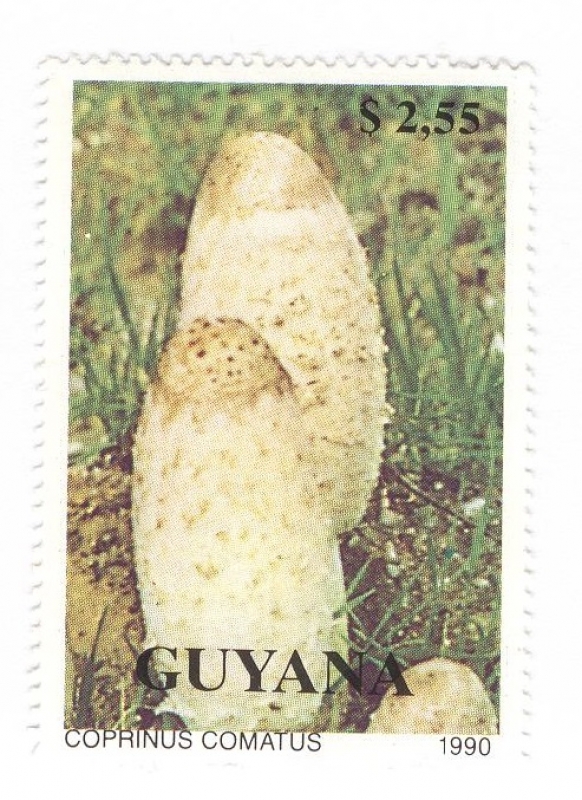 Setas.Coprinus comatus