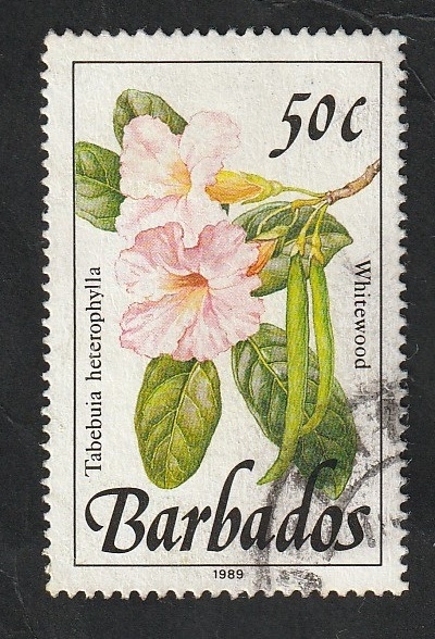 759 - Flor salvaje, tabebuia heterophylla