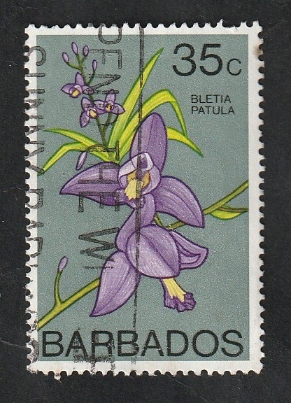 383 - Flor bletia patula