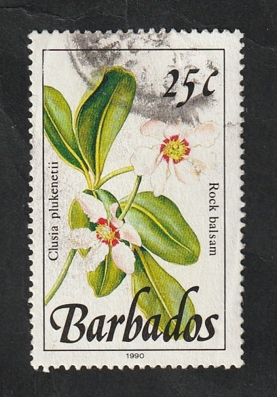 756 - Flor salvaje, clusia plukenetii