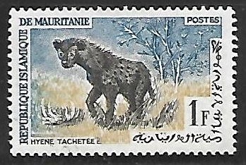 Spotted Hyena