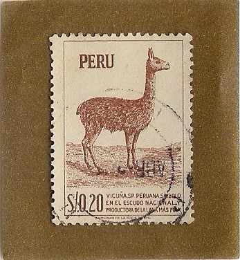 Vicuña