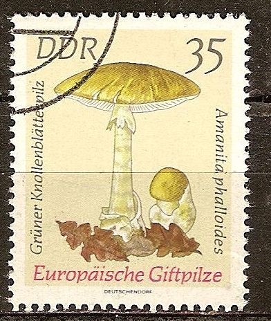 1619 - Champiñón,  amanita phaloides