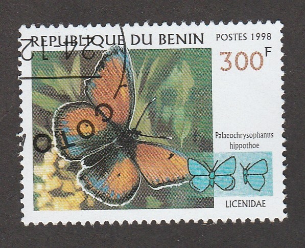 Palaeochrysophanus hippothoe