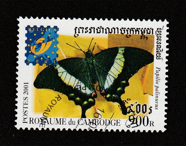 Papilio palinurus