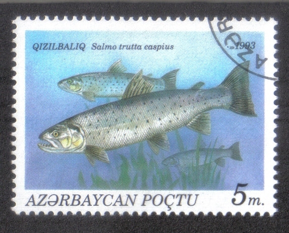 Peces, Caspian Trout (Salmo trutta caspius)