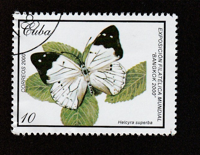 Helcyra superba