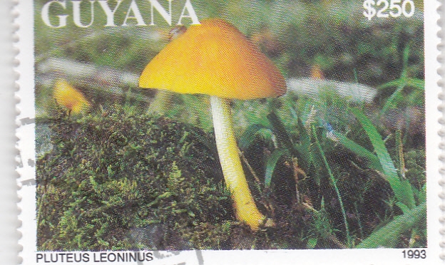 SETAS- PLUTEUS LEONINUS