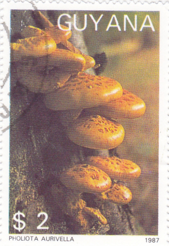 SETAS- PHOLIOTA AURIVELLA