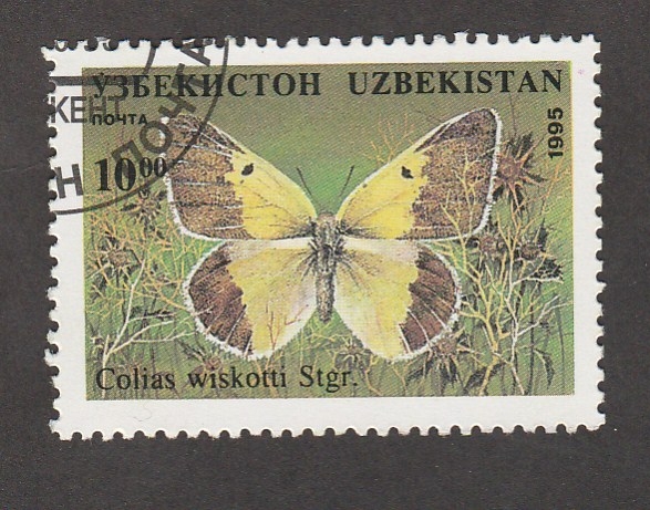 Colias wiskotti