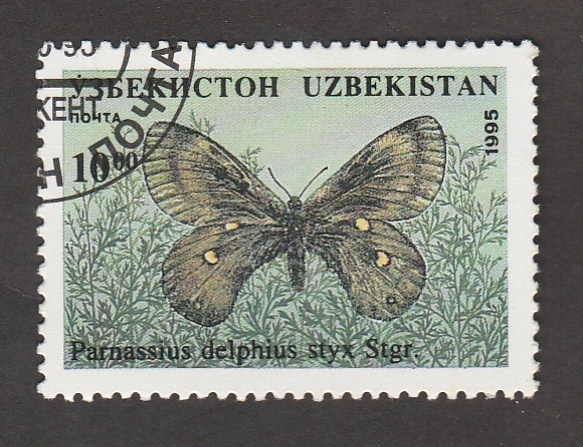 Parnassius delphius