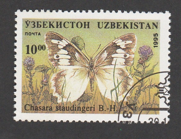 Chasara staudingeri