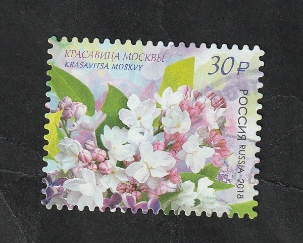7914 - Flores