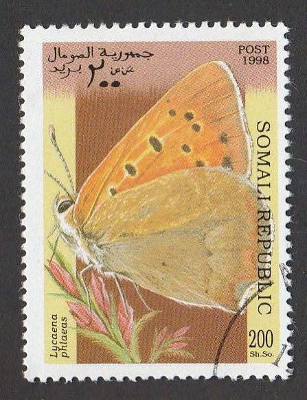 Lycaena phlaeas