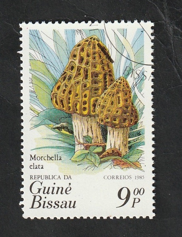 345 - Champiñón, Morchella elata