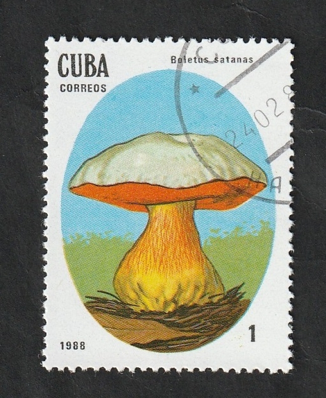 2823 - Champiñón venenoso, Boletus satanas