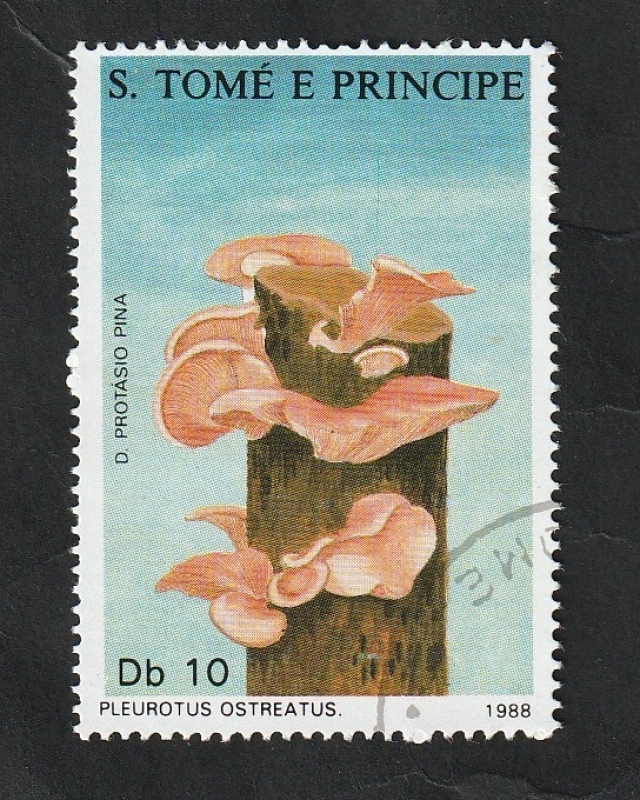 902 - Champiñón, Pleurotus ostreatus