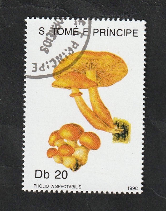 990 - Champiñón, Pholiota spectabilis