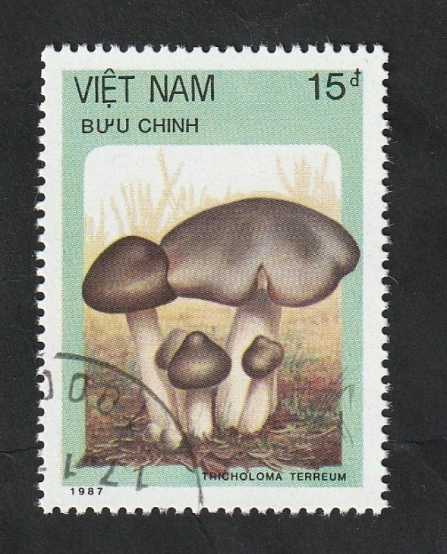 850 - Champiñón, Tricholoma terreum