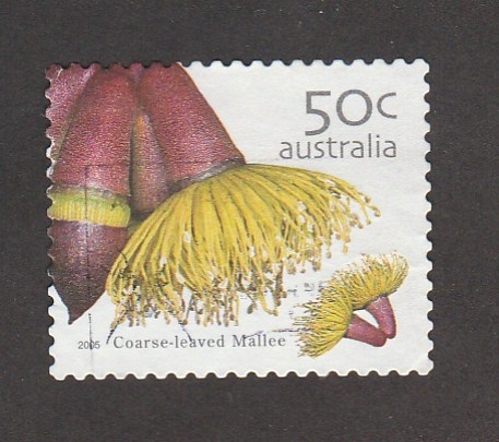 Eucalyptua oleosa