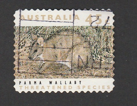 Parma wallaby