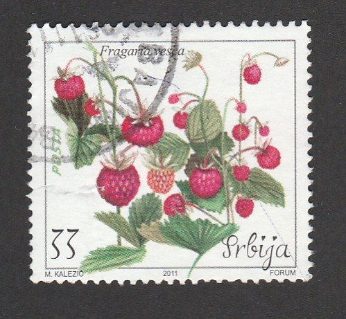 Plantas de fresas