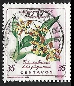 Orquideas - Odontoglossum luteopurpureum
