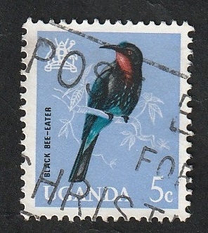 64 - Ave black bee-eater