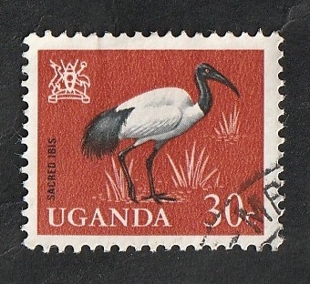 68 - Ave sacred ibis